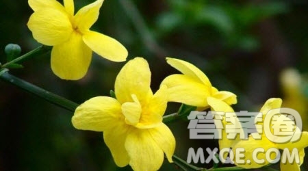 關(guān)于迎春花的作文600字 與迎春花相關(guān)的作文600字