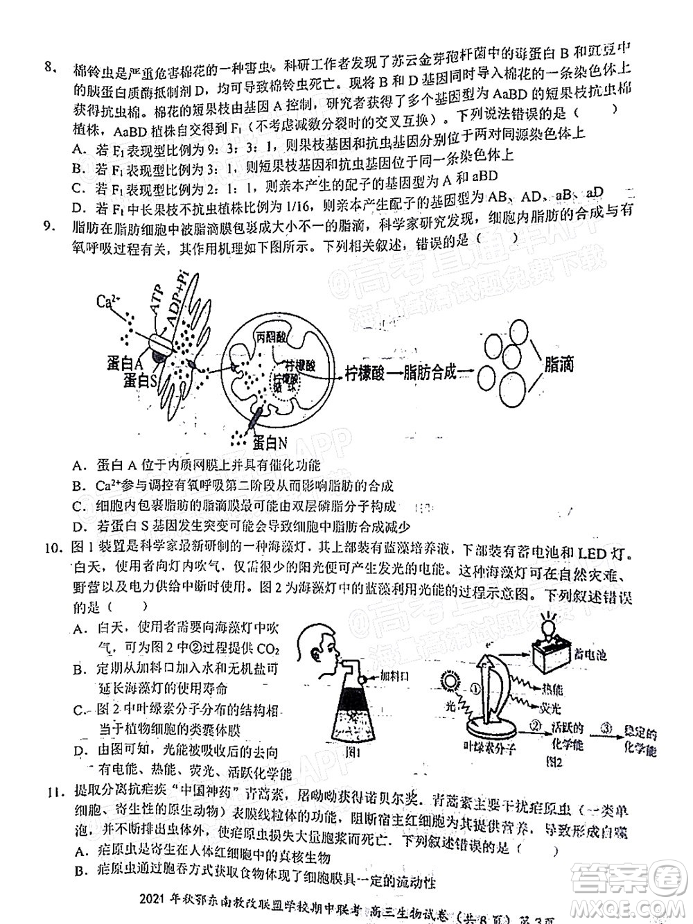 2021年秋季鄂東南省級示范高中教育教學改革聯(lián)盟學校期中聯(lián)考高三生物試題及答案