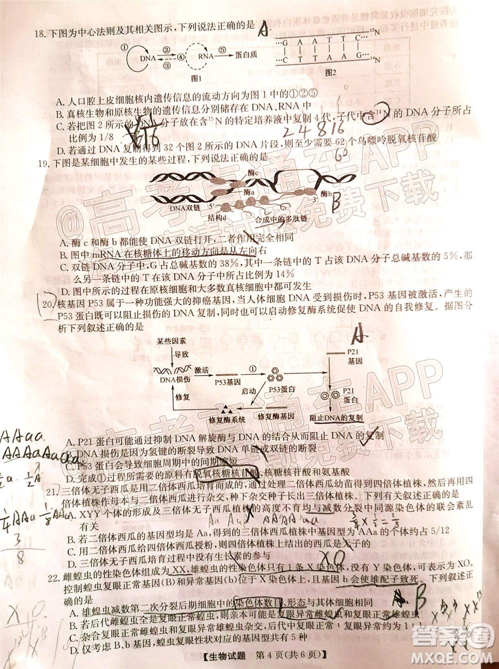 蒙城一中渦陽一中淮南一中懷遠一中潁上一中2022屆高三第一次五校聯考生物試題及答案