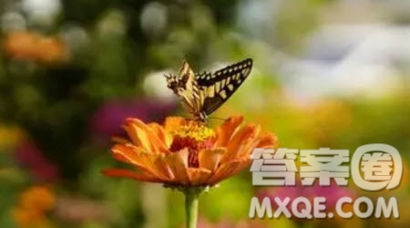 我眼中的色彩初一作文600字 關于我眼中的色彩初一作文600字