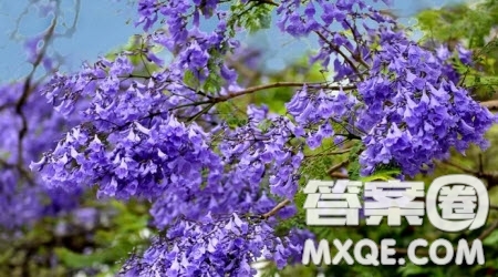 寫藍花楹的作文600字 關于寫藍花楹的作文600字