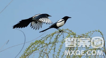 楓樹(shù)上的喜鵲續(xù)寫作文300字 關(guān)于楓樹(shù)上的喜鵲的續(xù)寫作文300字