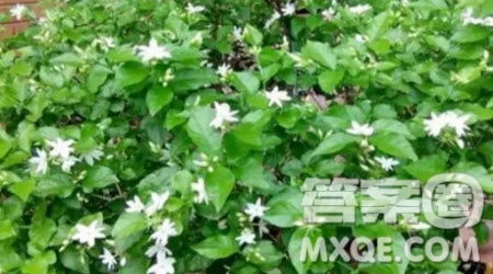 我愛茉莉花作文400字 關(guān)于我愛茉莉花的作文400字