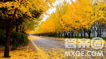 大郡村紅豆杉材料作文800字 關于大郡村紅豆杉的材料作文800字