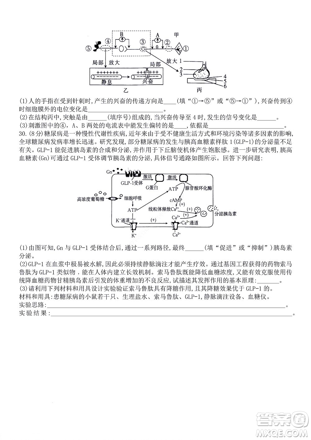 河南省創(chuàng)新聯(lián)盟2022-2023學(xué)年高二上學(xué)期第一次聯(lián)考生物試題及答案