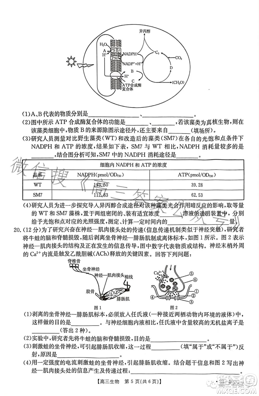 2023河北金太陽高三聯(lián)考23302C生物試卷答案