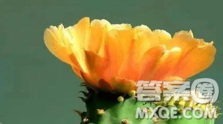 轉(zhuǎn)角的微笑作文600字 關(guān)于轉(zhuǎn)角的微笑的作文600字