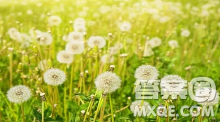 如花一般的信念作文600字 關(guān)于如花一般的信念的作文600字