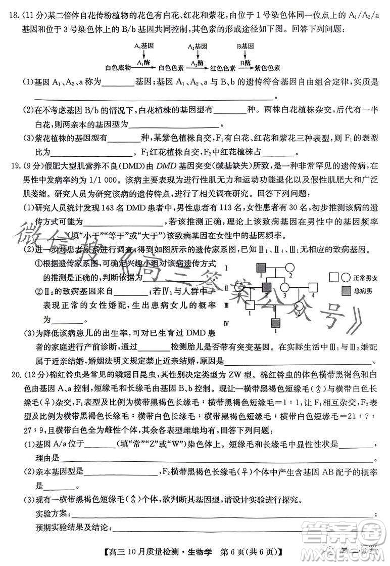 2024屆九師聯(lián)盟高三10月質(zhì)量檢測生物試卷答案