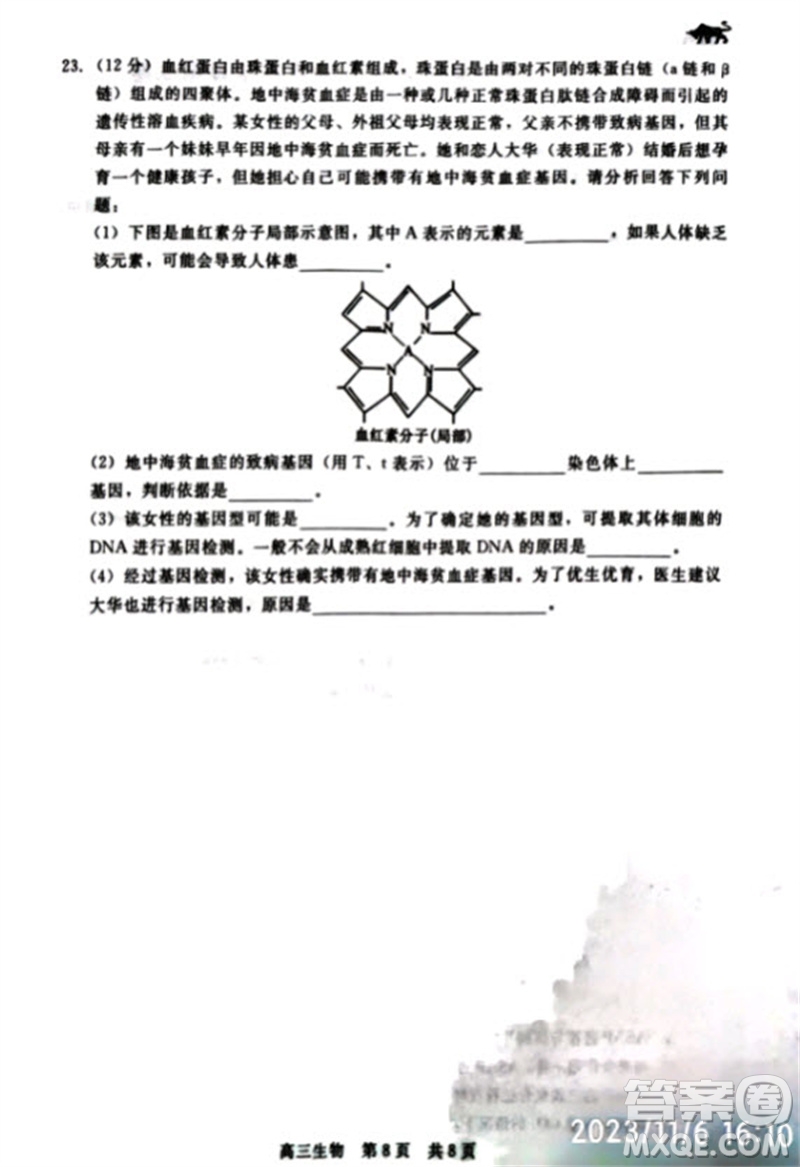 河北省新時(shí)代NT教育2024學(xué)年第一學(xué)期11月高三階段測(cè)試卷生物答案