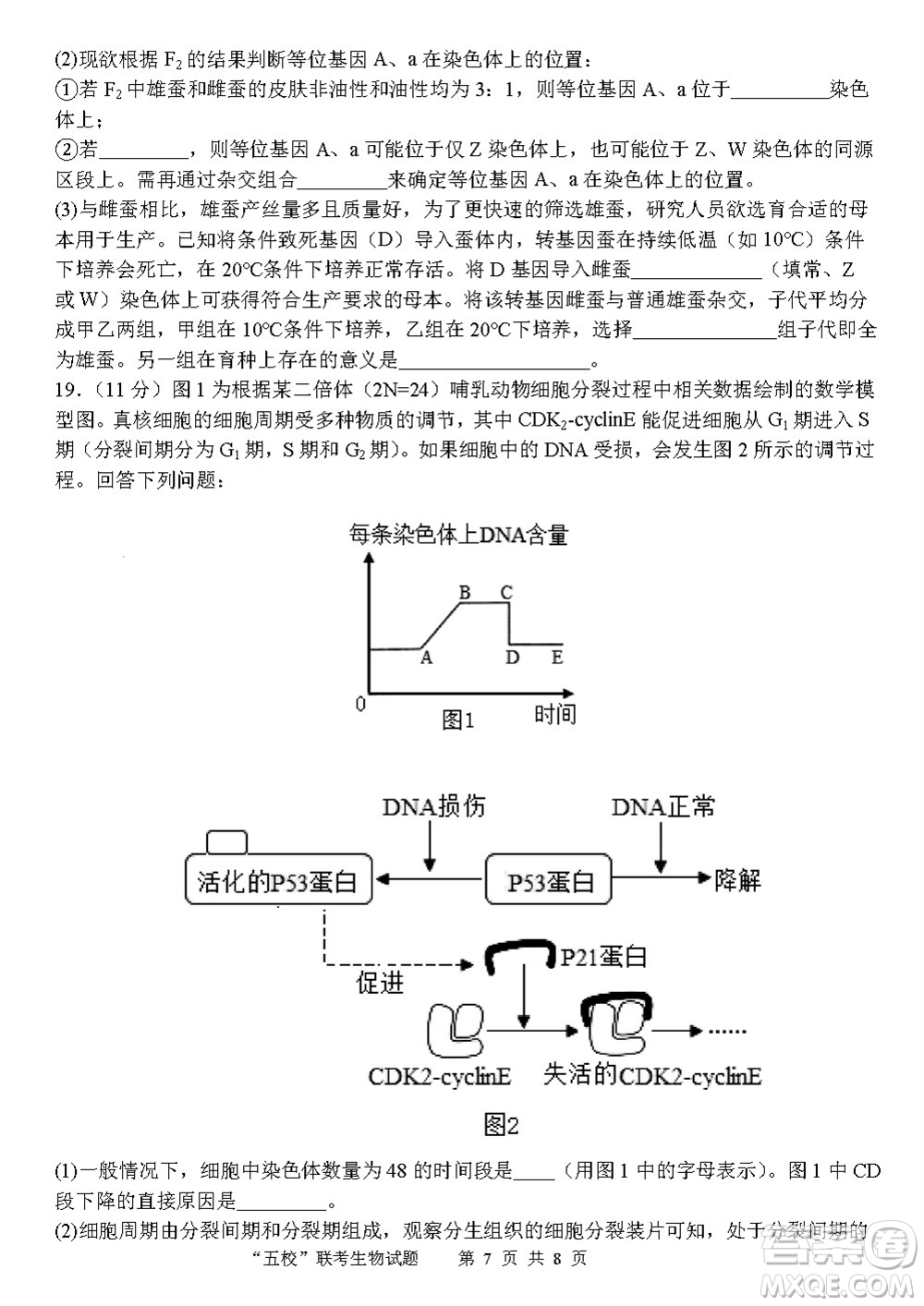 2024屆福建五校協(xié)作高三上學(xué)期11月聯(lián)考生物試題答案