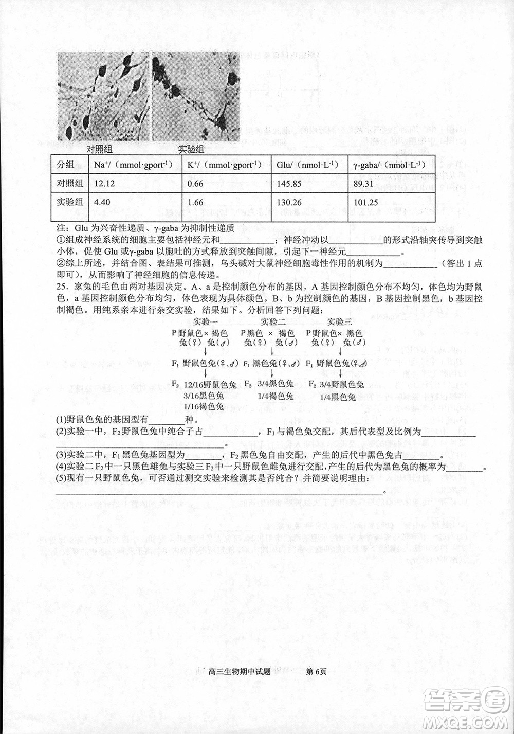 遼寧省2023-2024學年上學期遼西聯(lián)合校高三11月期中考試生物答案