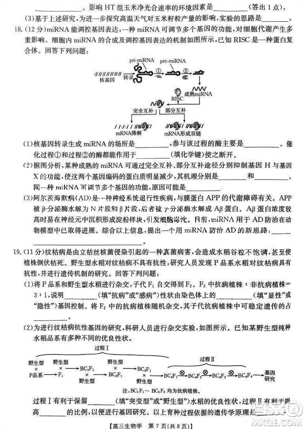 2024屆福建金太陽高三上學期11月16號聯(lián)考生物參考答案