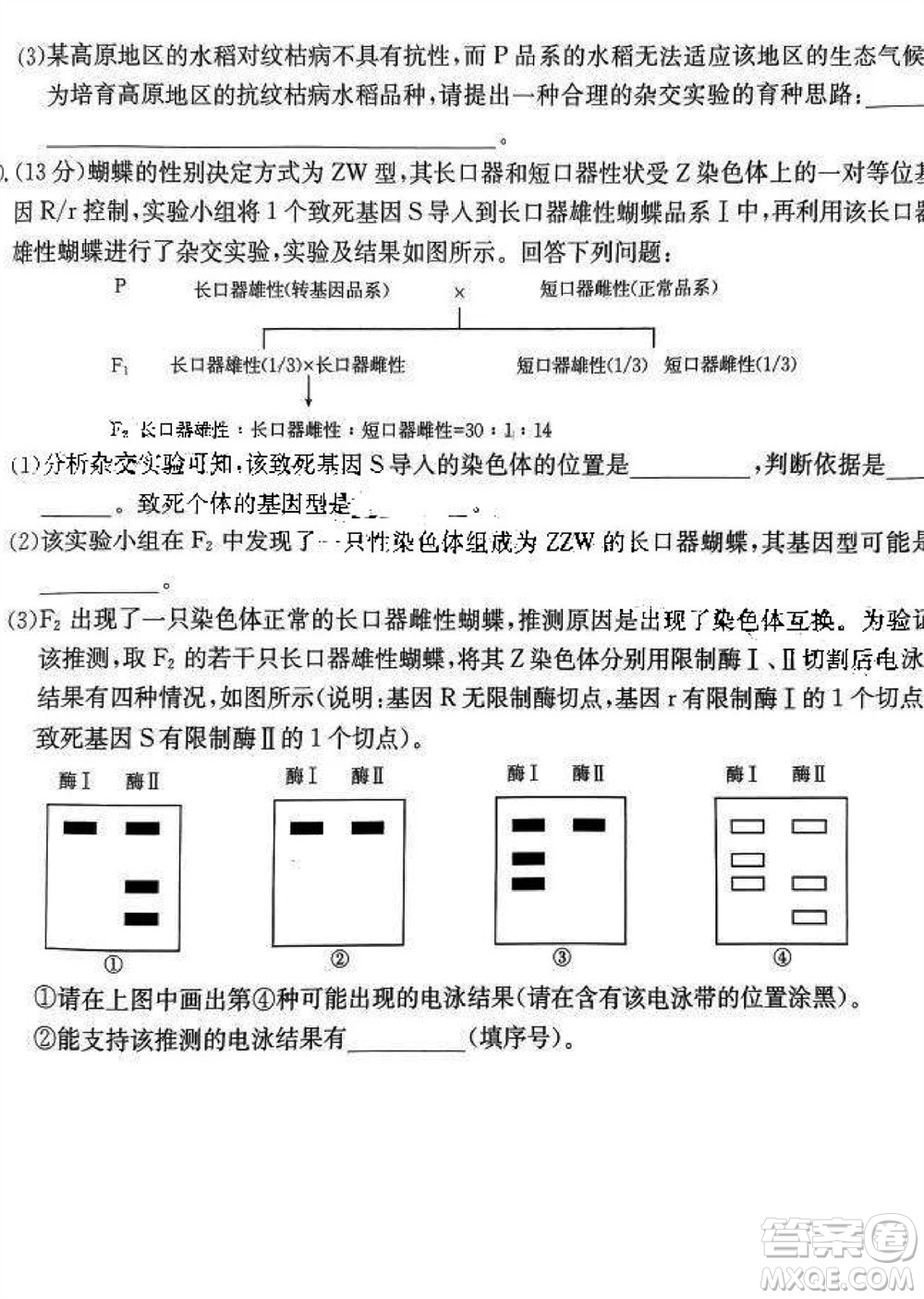 2024屆福建金太陽高三上學期11月16號聯(lián)考生物參考答案