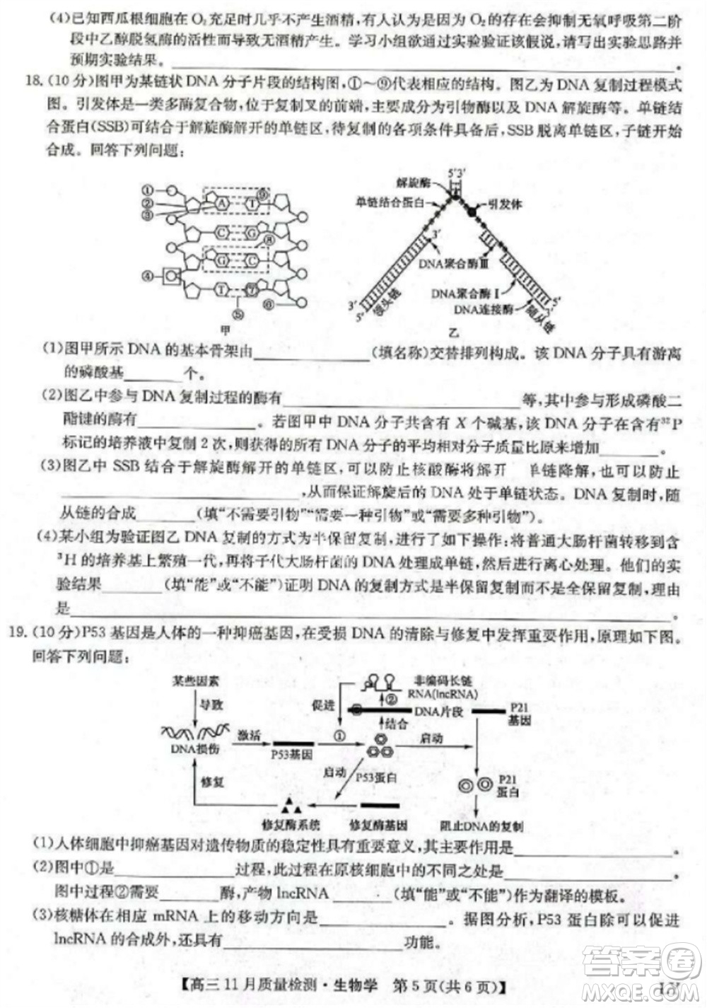 九師聯(lián)盟2024屆高三上學(xué)期11月質(zhì)量檢測(cè)LY生物參考答案