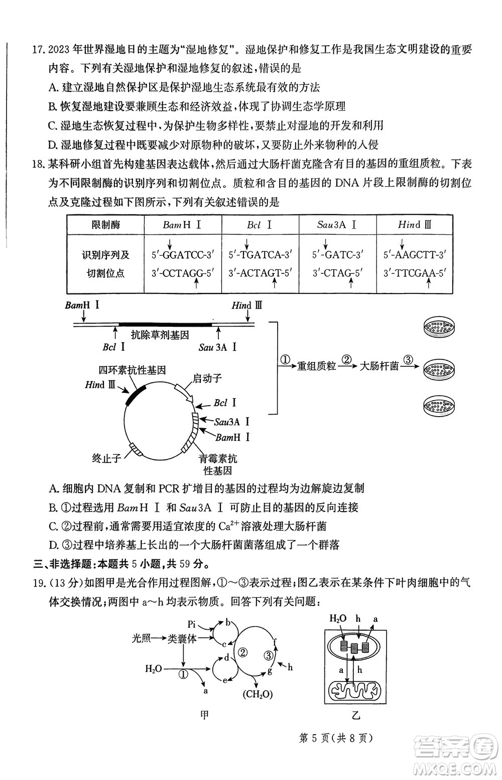 2024屆河北省部分重點高中高三上學(xué)期12月普通高考模擬試題生物參考答案