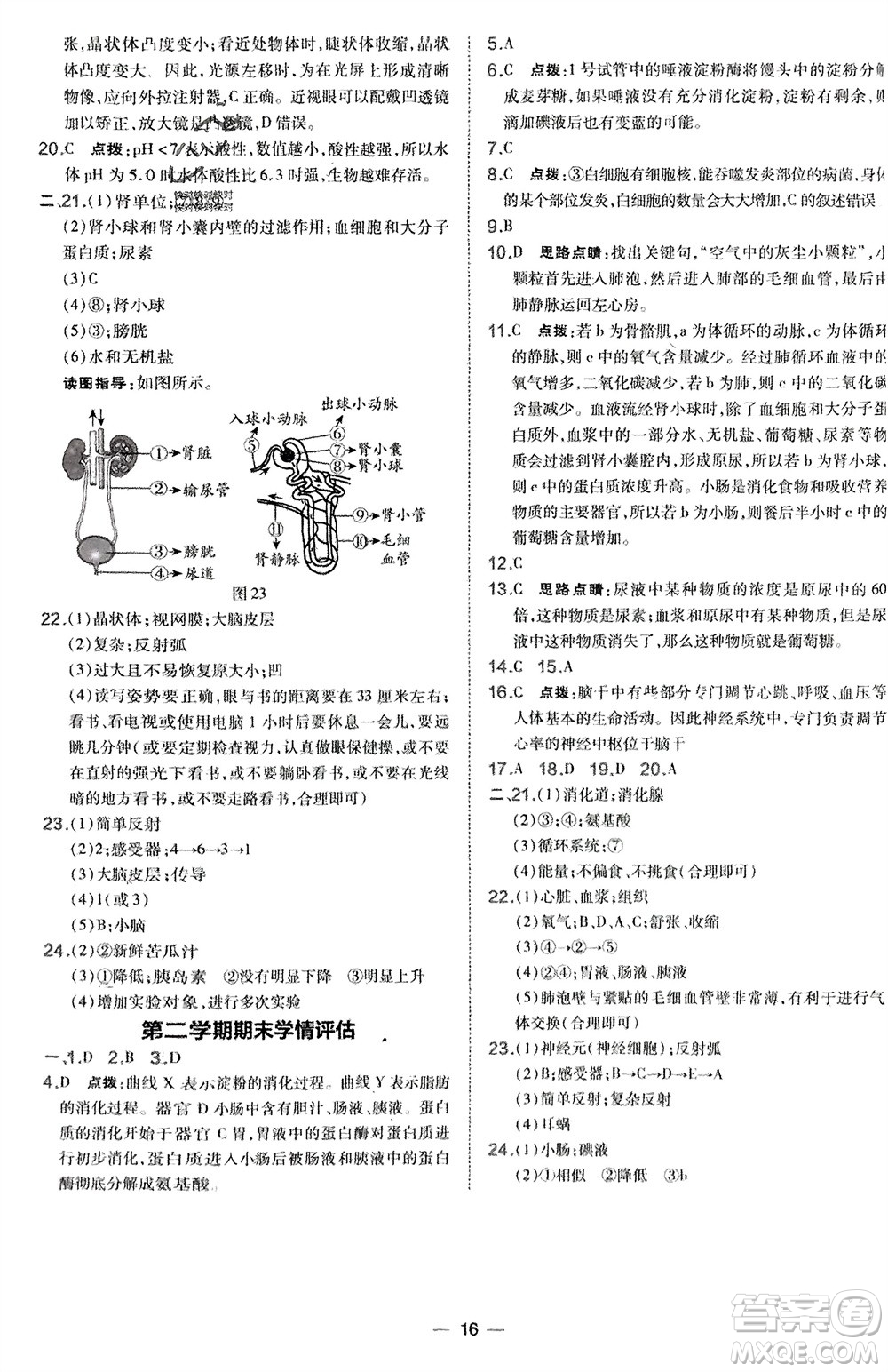 吉林教育出版社2024年春榮德基點撥訓練七年級生物下冊人教版參考答案