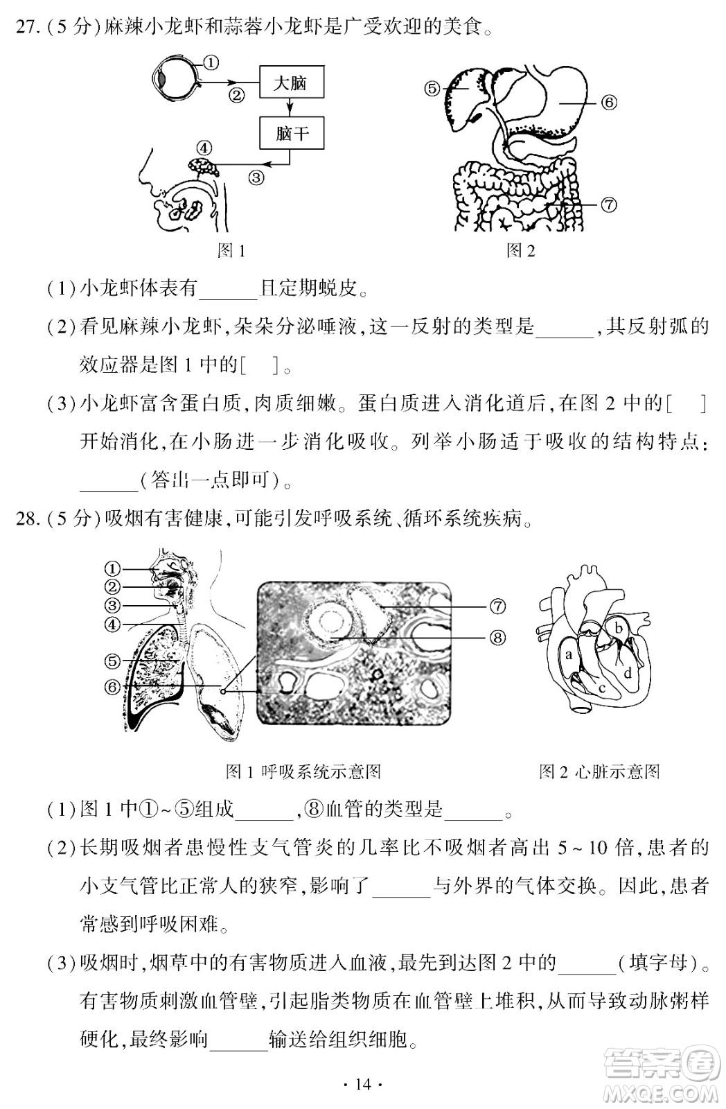 2024福建中考生物真題答案